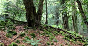 biodiversita-foresta
