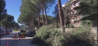 No all’abbattimento dei pini nell’ambito della riqualificazione del Piazzale Paolo VI nel Comune di Vieste