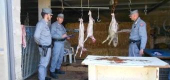 Forestale sequestra 20 kg di carne e scopre giro di macellazione clandestina