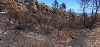 Incendi Peschici, blitz dei CC Forestali: deferito autore roghi