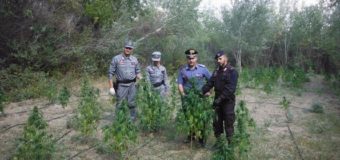 Sequestrata mega piantagione di marijuana a Castelnuovo della Daunia